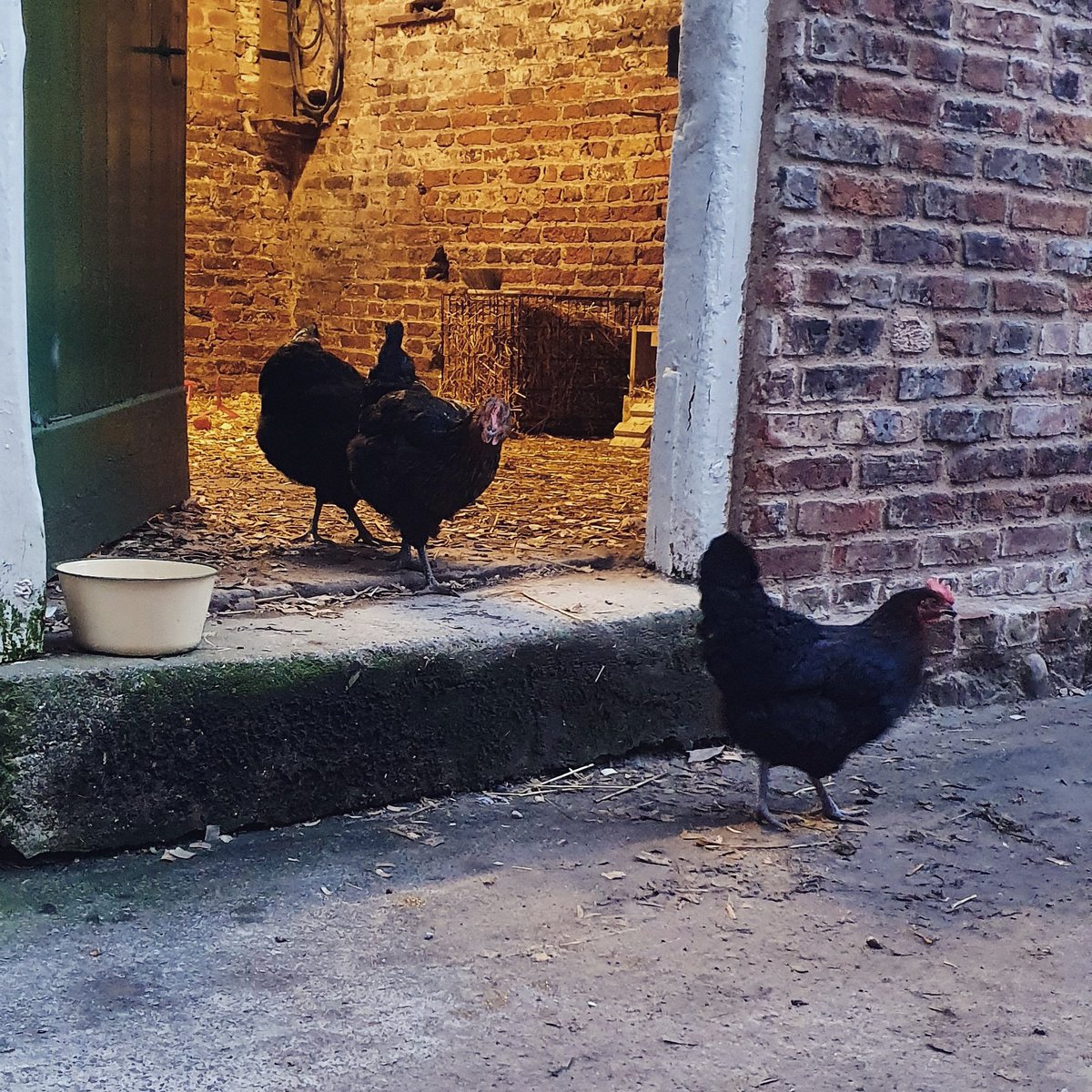 Shepherdesssoph's tweet photo. There's always one! 

Even the hens are done with lockdown now😂

#hens #henlockdown https://t.co/aIj2UEPgN2