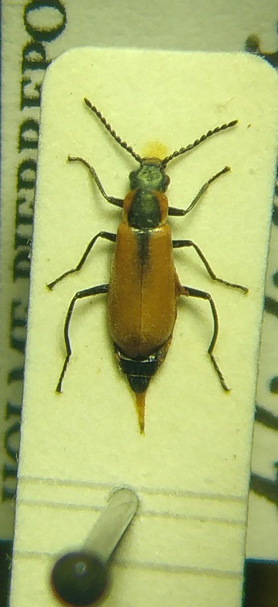 TBeetles's tweet photo. Melyridae, the UK's most colourful family of beetles? Here's a few red and orange members but also available in blues, green, yellow and bronze. #Melyridae #Coleoptera #Beetle https://t.co/2SjQJoNpD9