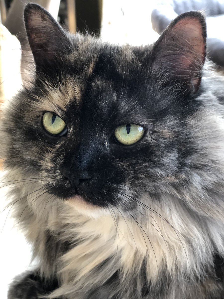 pushmans's tweet image. Love your pet day 😻February 20th.