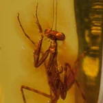 琥珀の中に３０００年前のカマキリが・・・!カマを振りかざしたまま
