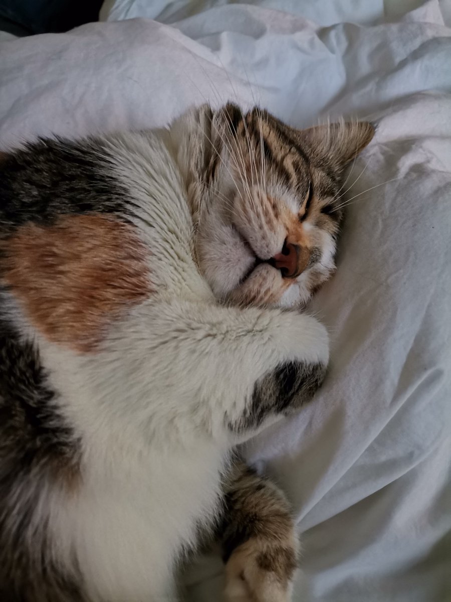 LulaPB13's tweet photo. #FelizDiaInternacionalDelGato a todos y todas los que tenéis uno o varios michines y gatetes en vuestra vida, los míos son 3 y adoptados los 3
Azumi
Lucas
Kichi
 #AdoptaNoCompres https://t.co/9W1skyJwet