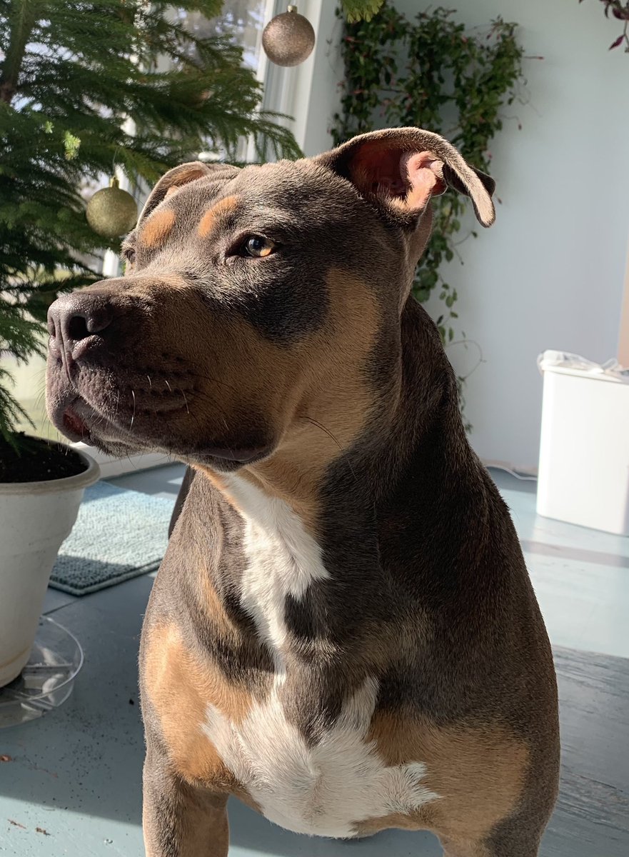 frank_devitz's tweet image. My most loyal companion🔒