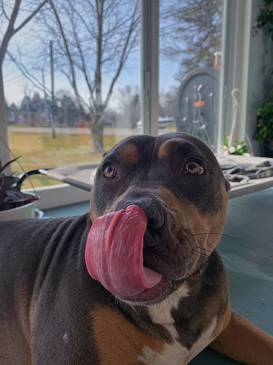 frank_devitz's tweet image. My most loyal companion🔒