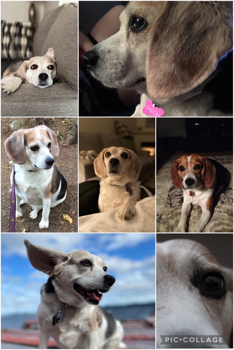 #NationalLoveYourPetDay 
#beagle #aroo