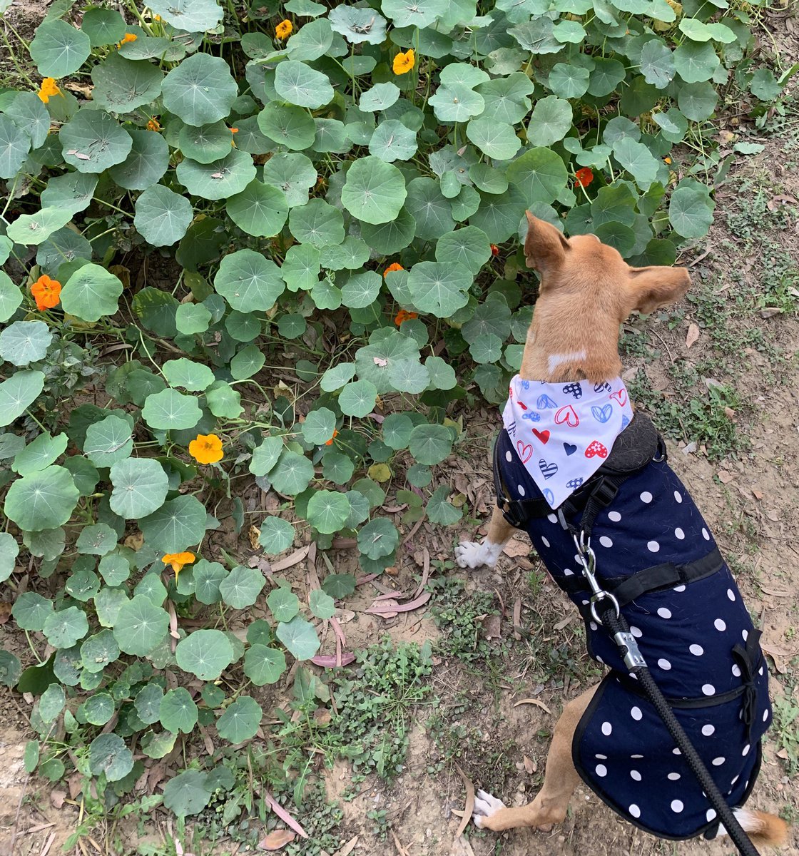 Love ❤️
#AdoptDontShop 🐾