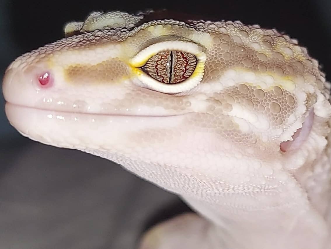 Everest the leopard gecko

#closeup #eyes #faceshot #headshots #animals #leopardgecko #reptile #pets #animallover #details