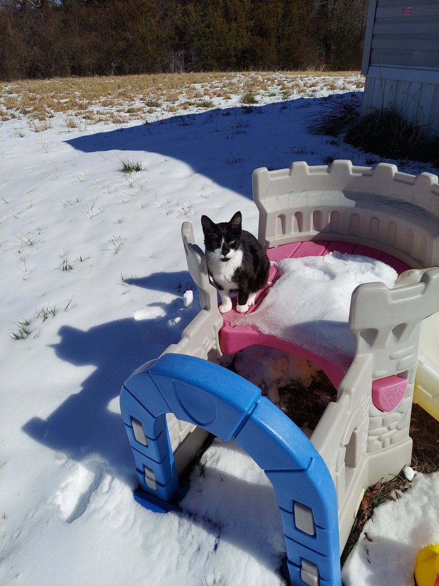 Kitties in the snow! 
#snowday #Arkansas #Snowmageddon2021 #SnowStorm2021 #snow #CatsOfTwitter #cats #kitty #pawprint #fluffy #tuxedocat