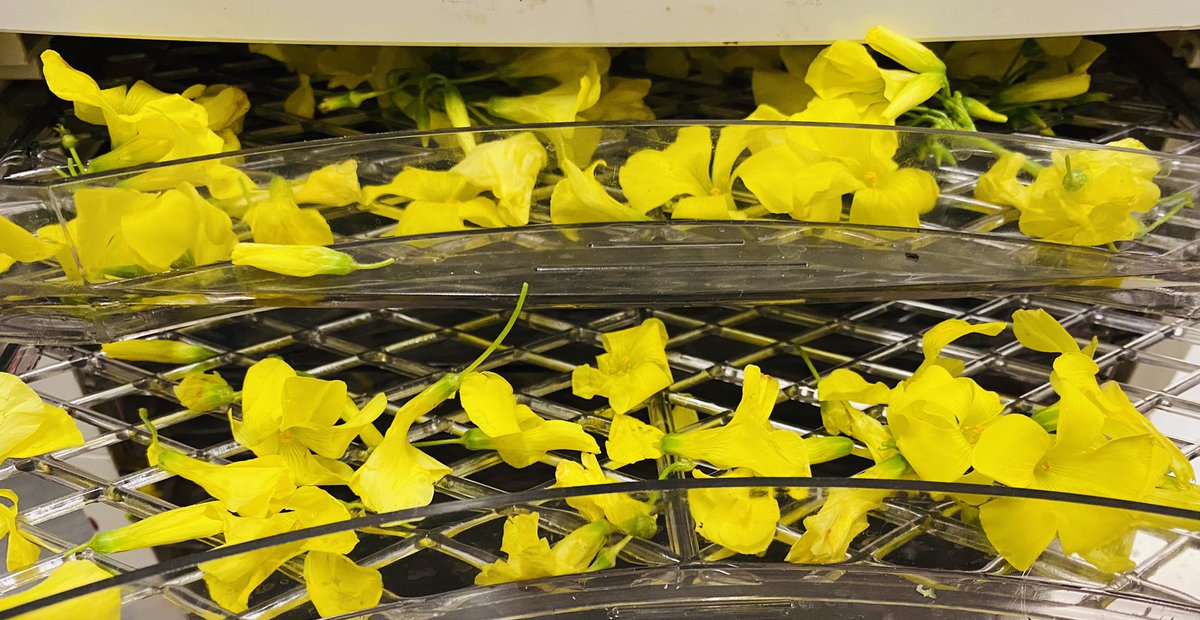 Caliman8's tweet image. Got the sour grass flowers
dehydrated it/blended w/sea salt =sour flower salt!
great on fish !
#localvore #finandforage #cookalife 
(Also known as:Oxalis pes-caprae, Bermuda buttercup, African wood-sorrel, Bermuda sorrel, buttercup oxalis, Cape sorrel, English weed, goat's-foot)