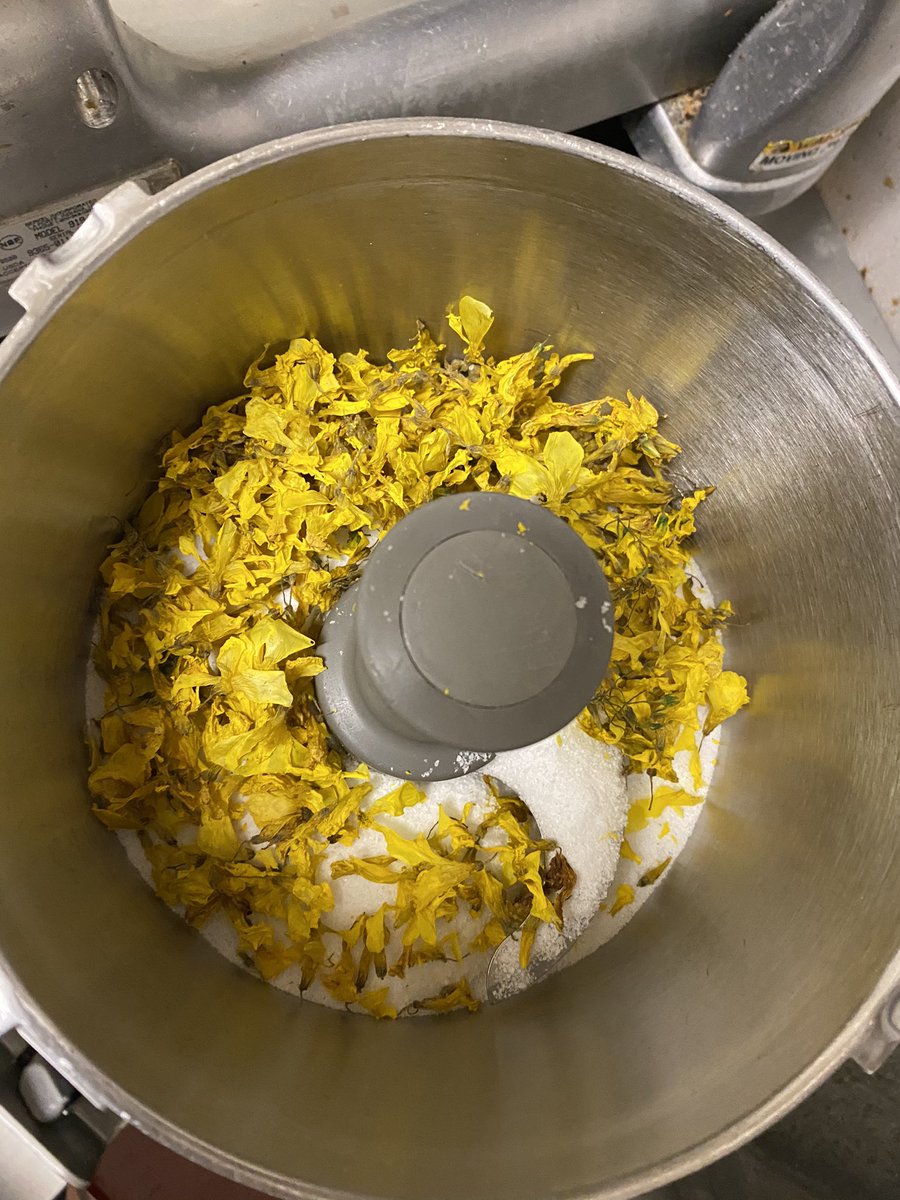 Caliman8's tweet image. Got the sour grass flowers
dehydrated it/blended w/sea salt =sour flower salt!
great on fish !
#localvore #finandforage #cookalife 
(Also known as:Oxalis pes-caprae, Bermuda buttercup, African wood-sorrel, Bermuda sorrel, buttercup oxalis, Cape sorrel, English weed, goat's-foot)