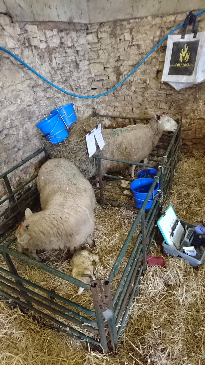Just discovered the <a href="/CosyLogs/">Cosy Logs</a> bag we brought back from our last trip up to Kentmere is the perfect size for weighing newbown lambs in! They were very fine logs too!