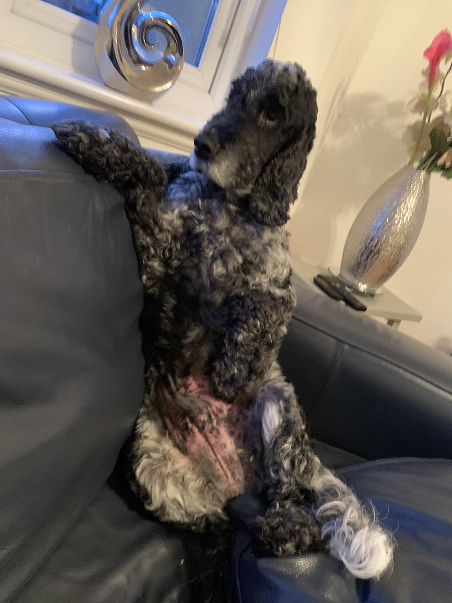carolhill643's tweet photo. Love my boy #LoveYourPetDay #blueroancockerspaniel #cockerspaniel https://t.co/QS7RSyy2xq