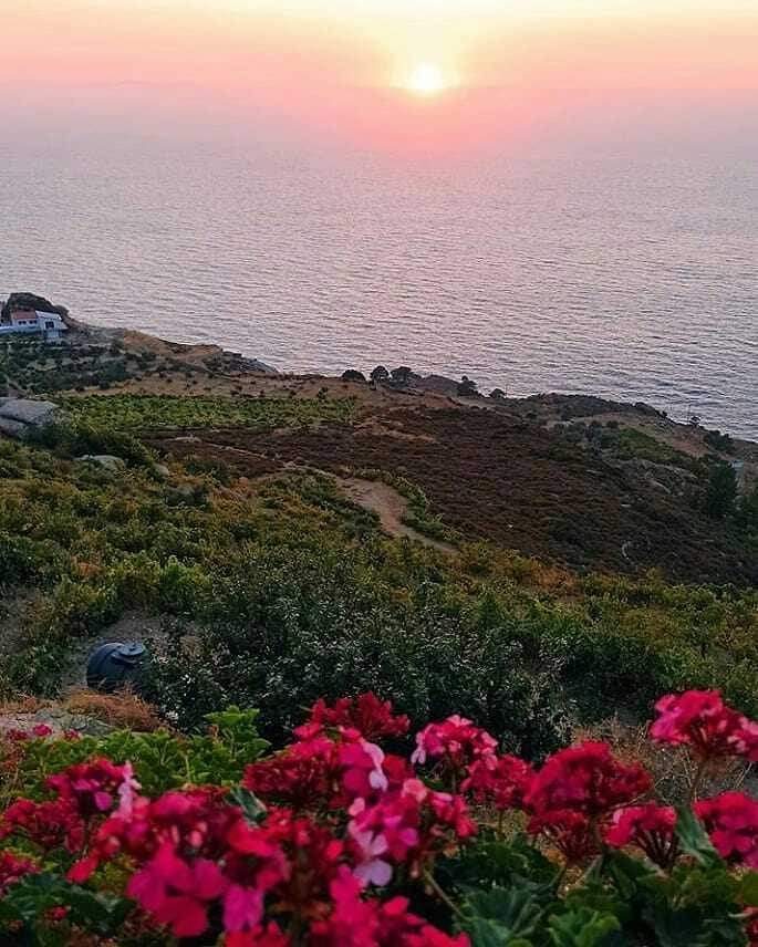 visitikaria's tweet photo. ~ @tsantiriswines 🍇🍷
📸 By @flora_dim 
#ikaria #ikaria_greece #ikariagreece #ikariaisland #visitikaria #we_love_ikaria #greece #greek_islands #greekislands #greeceislands #visitgreece #we_love_greece. #winery #wine https://t.co/dx5zeMtFdb