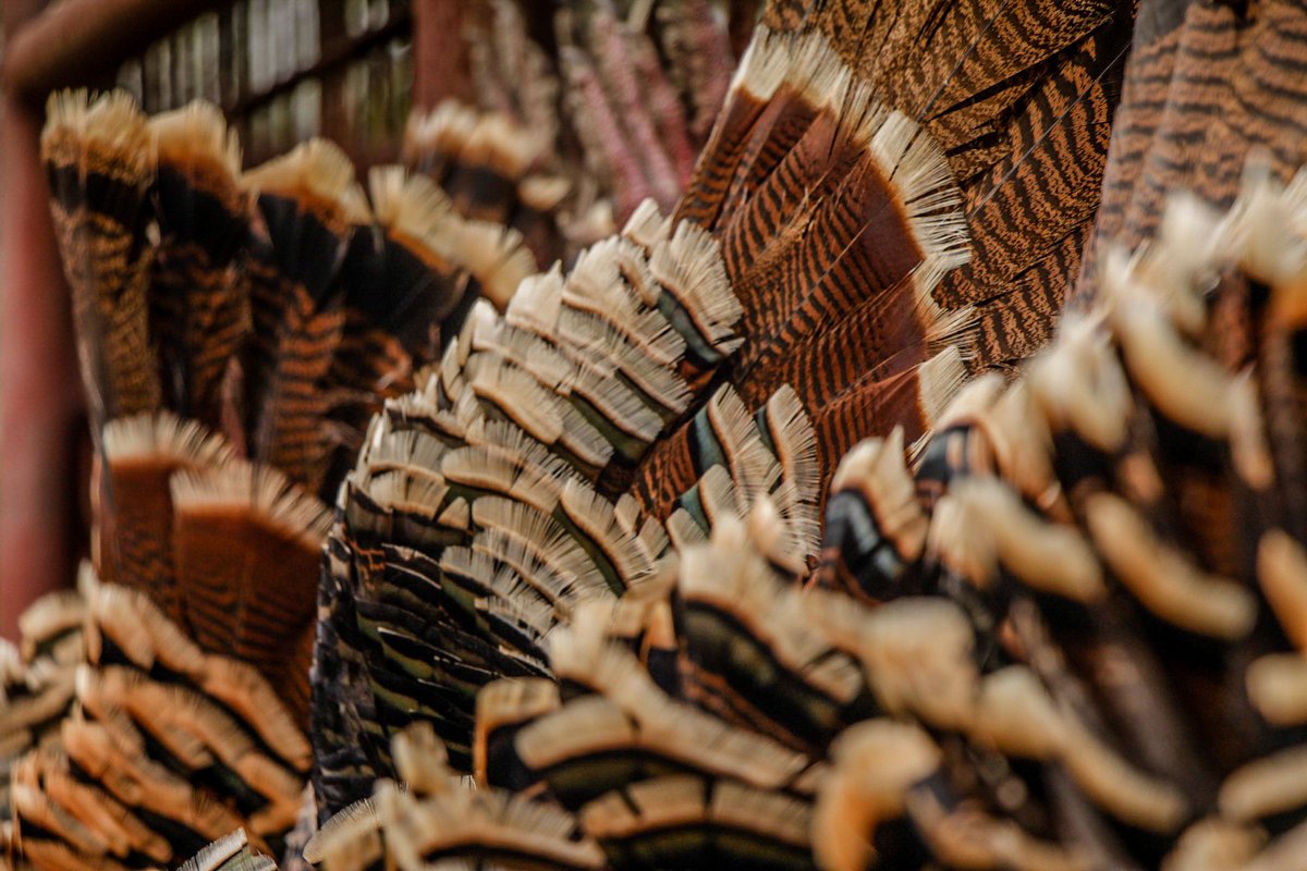 HuntingSmall's tweet photo. True spring colors 🦃 https://t.co/hEtXrXLel3