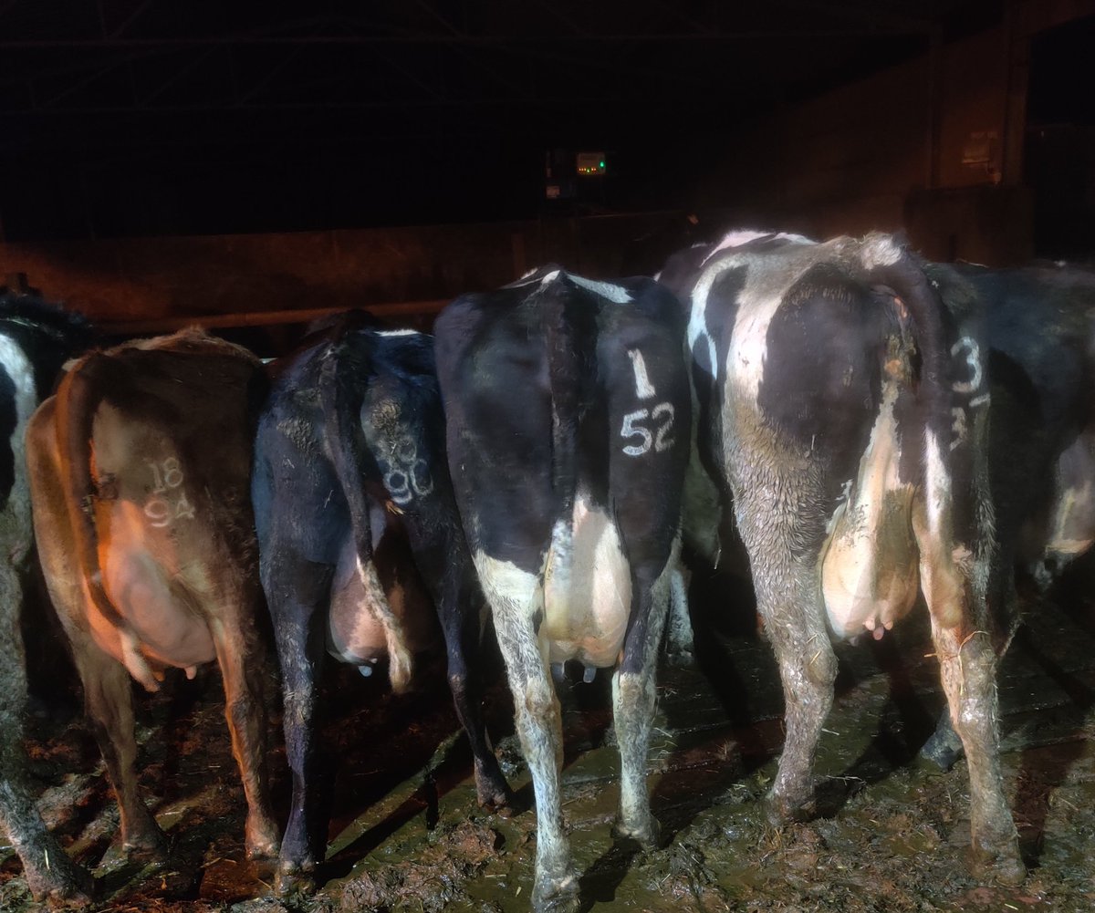 Older genetics on the right, newer on the left. Breeding smaller, more efficient, more environmentaly friendly cows that are easier managed and more suited to our system. Using <a href="/HerdPlus/">ICBF</a> to improve our herd profile. Guess what?.....the smaller ones are producing more also. #EBI