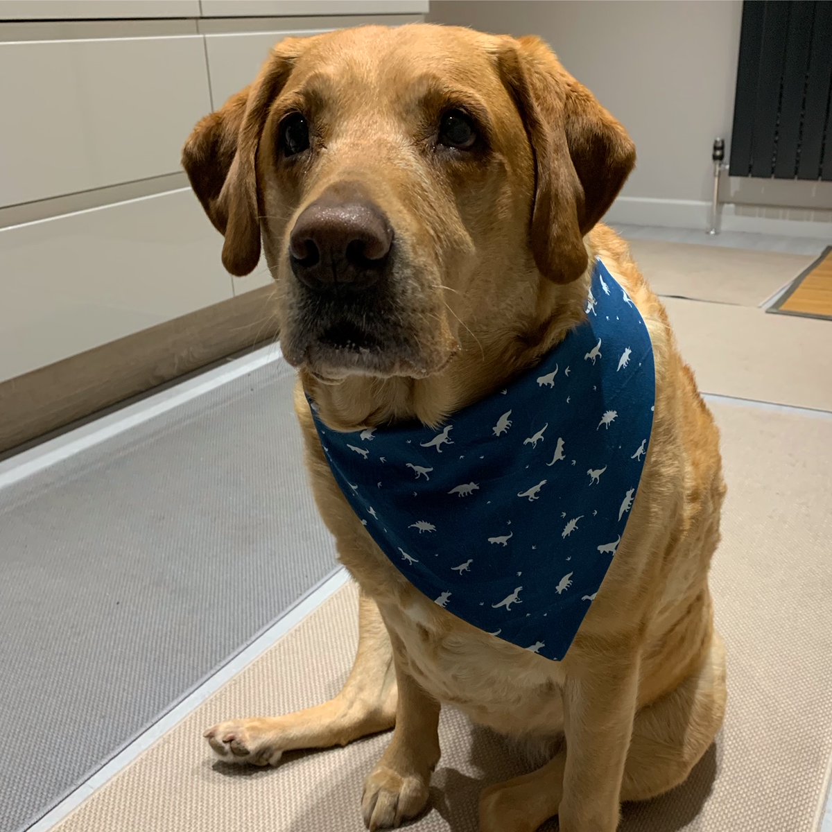 It's #LoveYourPetDay. Anyone who has ever made the mistake of mentioning dogs to me will know how much I love Isla. I made her this bandana today, I think she wears it rather well 🖤