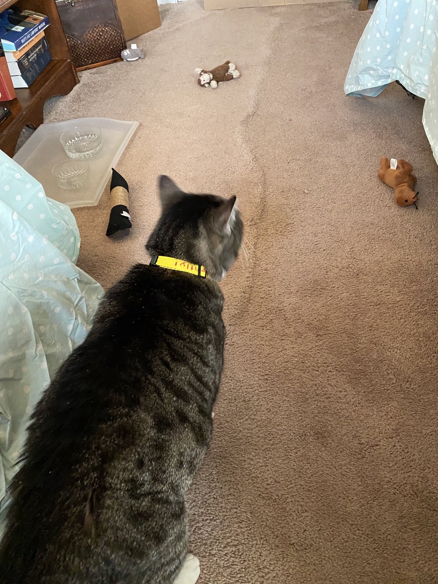 Hello furiends!  I got home from the animal hospital yesterday. I am feeling frisky and do not care for home detention. I pound on the bedroom door to express my displeasure and CO will not let me out.  I also came home with a special collar announcing my I-131 treatment.