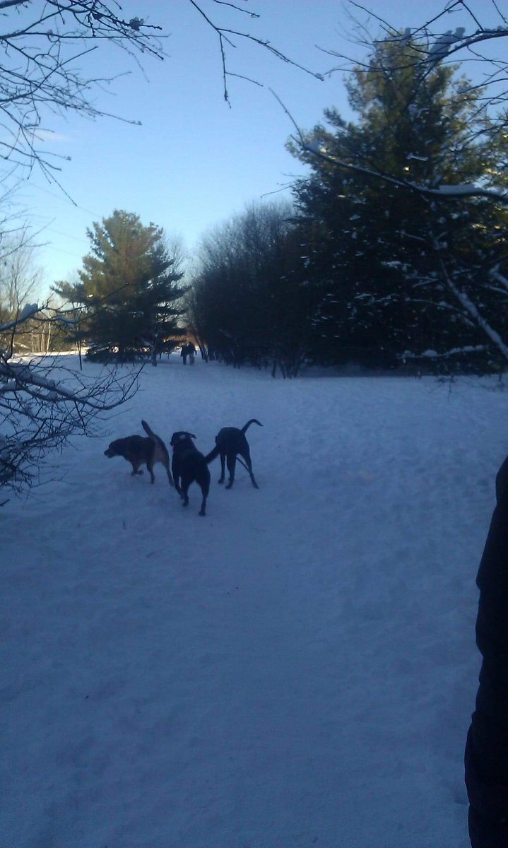 What a beautiful day! Great day for the dog park or just a nice, long walk with your furry buddy. If you ever need some help...Bonejour! I got you. Doggie drop ins, cuddles and now dog park visits too in London.