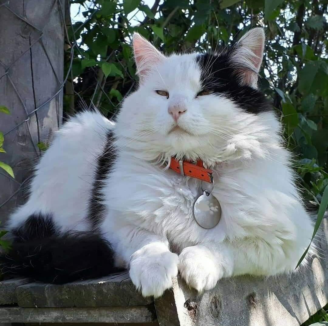 DoaNieves1's tweet photo. @ginocisarro #DiaInternacionalDelGato 

Acá la tropa gatuna de este reino 🥰🥰🥰 https://t.co/gDTMKX1PXi