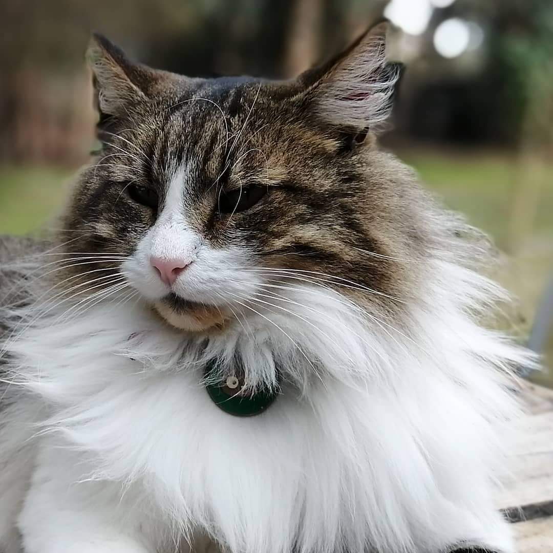 DoaNieves1's tweet photo. @ginocisarro #DiaInternacionalDelGato 

Acá la tropa gatuna de este reino 🥰🥰🥰 https://t.co/gDTMKX1PXi