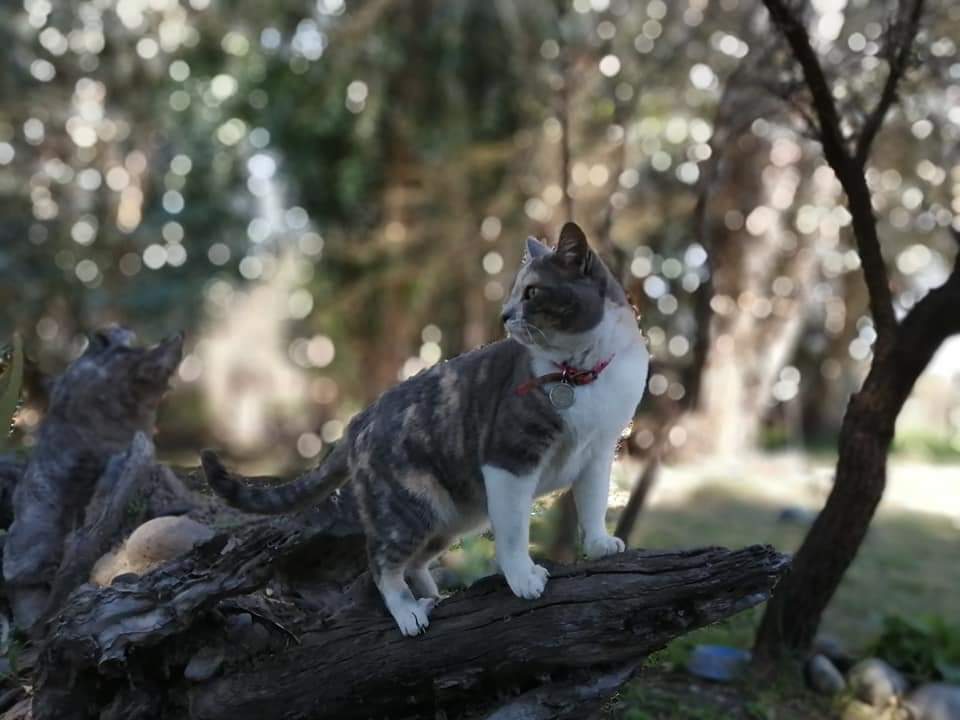 DoaNieves1's tweet photo. @ginocisarro #DiaInternacionalDelGato 

Acá la tropa gatuna de este reino 🥰🥰🥰 https://t.co/gDTMKX1PXi
