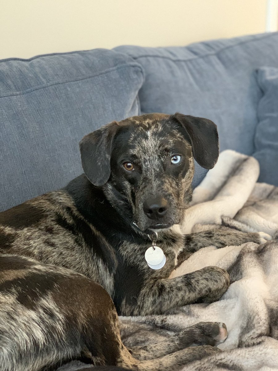 essaycoachpat's tweet photo. @TheFirstDogs This is Blue! 😊 https://t.co/usSgfTt6pf