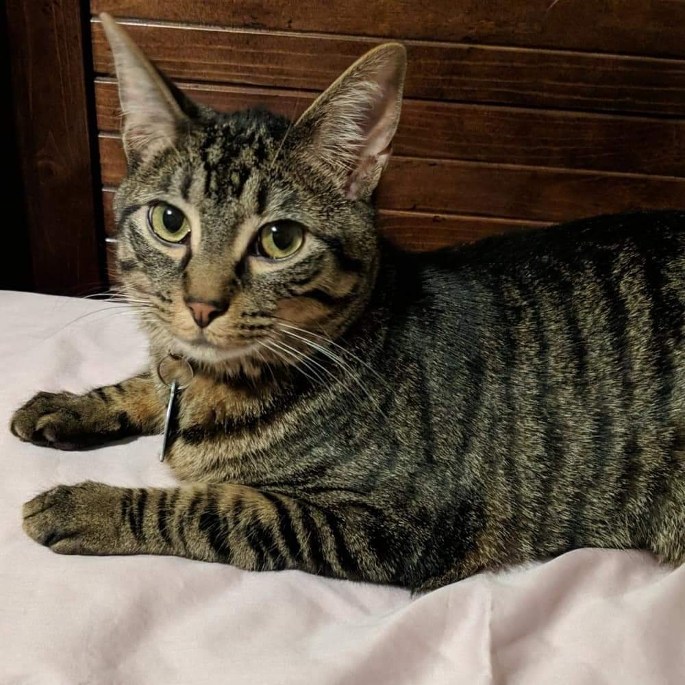 LyssaJeanPhoto's tweet photo. #NationalLoveYourPetDay I love my Vinny kitty. And I love showing him off. He'd seriously the perfect cat. He knows when I need extra cuddles https://t.co/SAlove2kvw