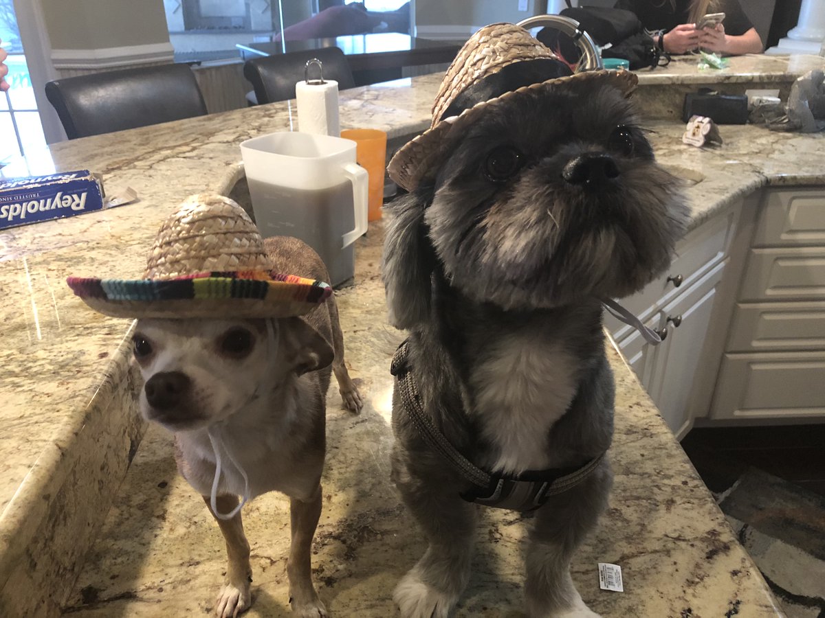 🐶 Yoda &amp; Moose
😈 <a href="/_kamrynelise/">kam</a> 

#NationalLoveYourPetDay | #GoDuke 🔵😈🥎