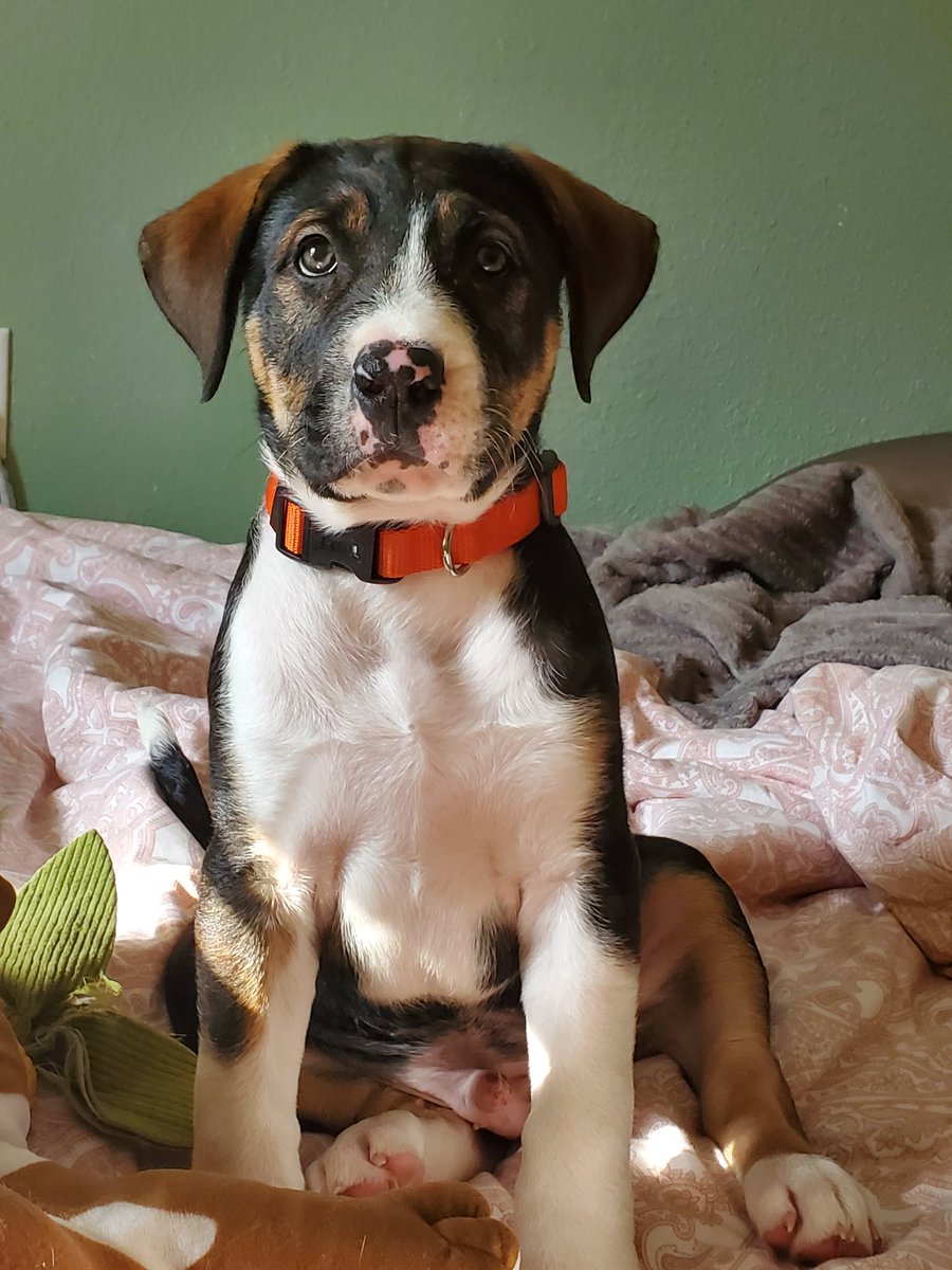 raile_j's tweet photo. Who is going to adopt this freckle face so I don't?! Pom Pom (I call him Louie) is 9 weeks old and available for adoption @TurtleAnimal https://t.co/Qj44ZZCAVC
