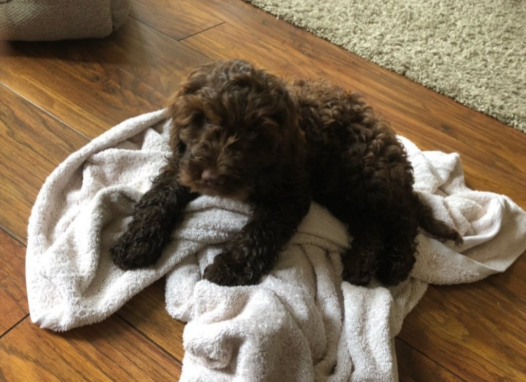 Erinhaley30's tweet photo. @STSFTrust Our little Bernie 🐶 https://t.co/FApSxpoE8d