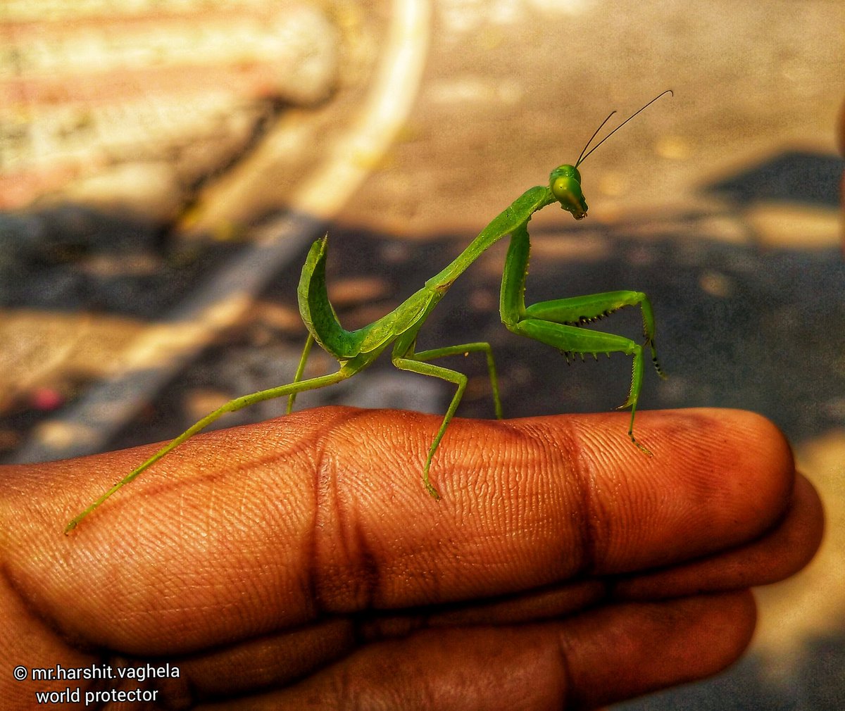 'Master mantis' © @worldprotector7 #mantis #Master #FANTASTICS #fantasy #worldprotector #Mission_of_world_protection #Discover_of_Harshit_Vaghela #macrophotography #macros #insects #insectphotography #animals #wildlifephotography #wildlife #nature #NaturePhotography #Photos