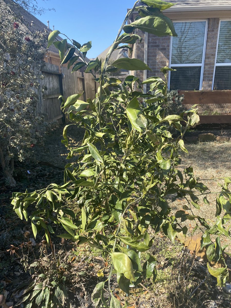 Back at it after a brief interlude due to #winterstormuri. Brilliant running weather! My gardens are a mess but on a positive note, after bundling my citrus (satsuma) tree, she looks great. I think she will make it! #runhappy