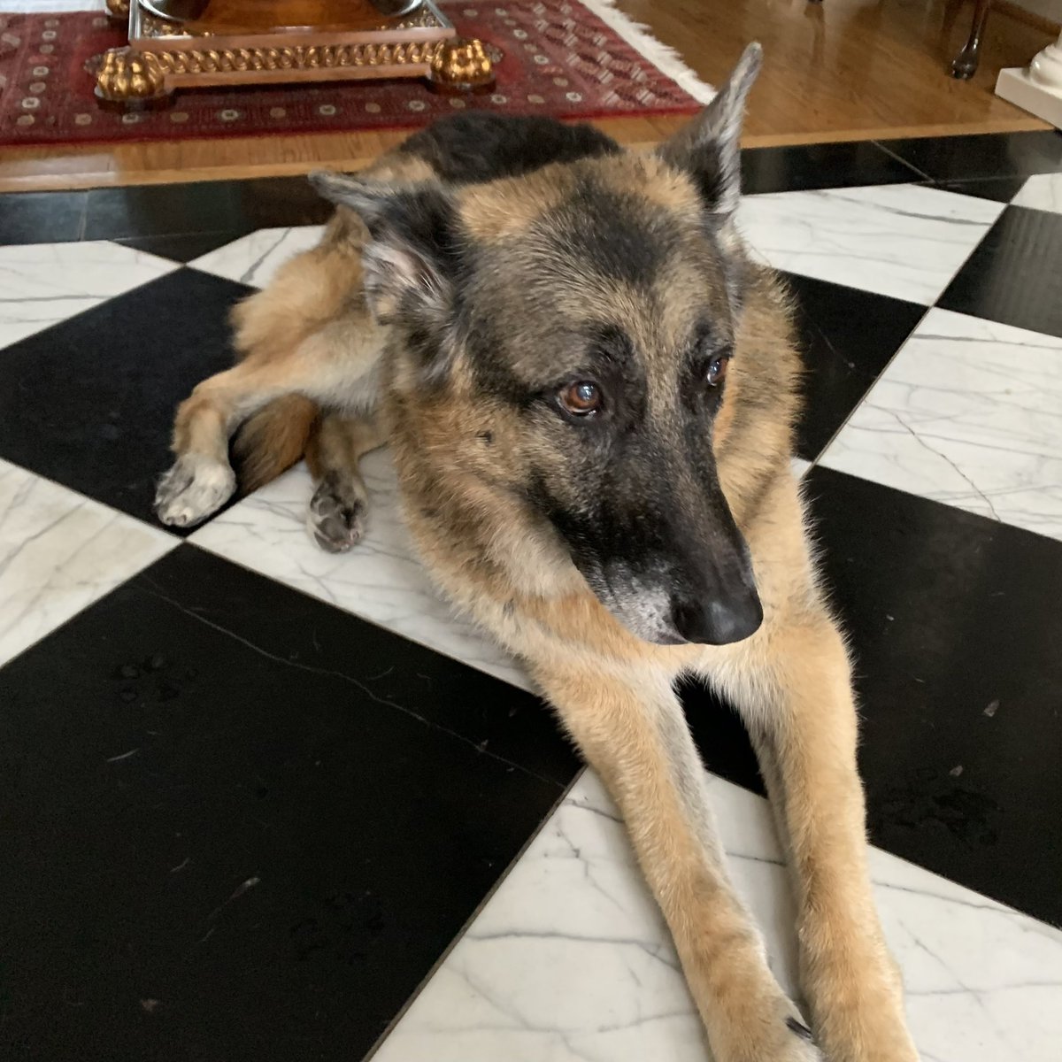 ItsaPJ's tweet photo. It’s a sad day when TV pundits start attacking dogs... This Twitter is officially a Stan account for Champ Biden! https://t.co/l7y40yNC9Z