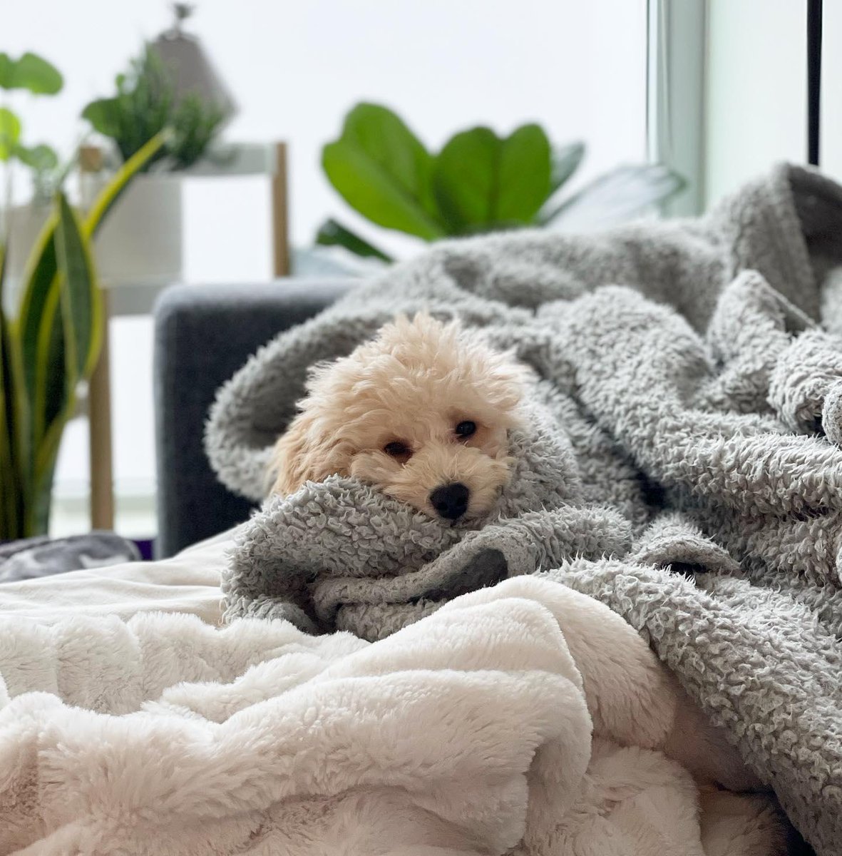 potterybarn's tweet photo. Happy #NationalLoveYourPetDay from the #pbpet community! Tag us in your pet pics for a chance to have your fur baby featured 🐶
(📷: @brodie_thegoldie_, @allegradg_, @nuggettheminipoo) https://t.co/Xe23IT2ijI