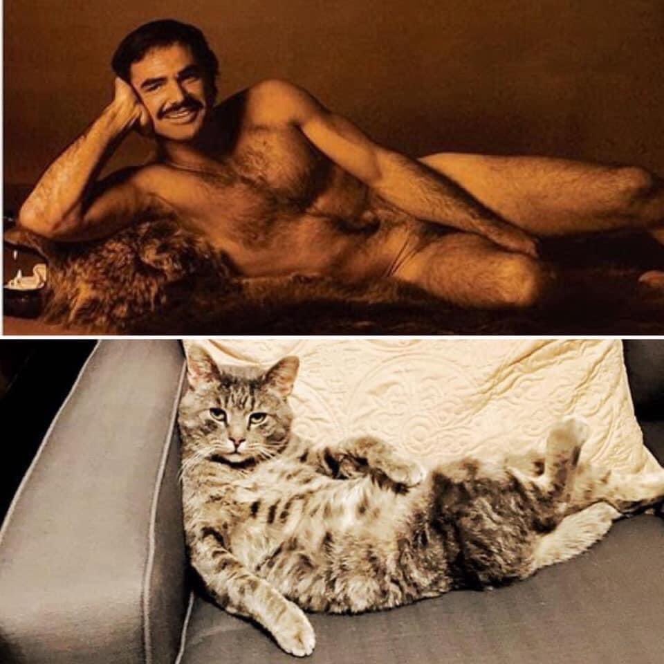 GlendeneS's tweet photo. @thechrisbarron #Caturday Who wears it better? I say Winston. https://t.co/tNLOaUl1MA