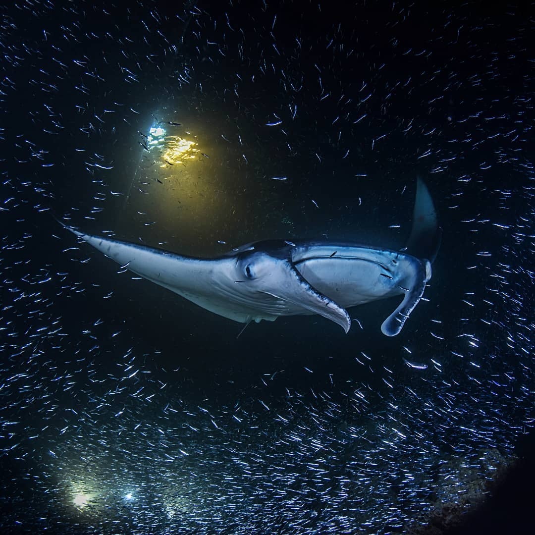 Diveasapp tweet media