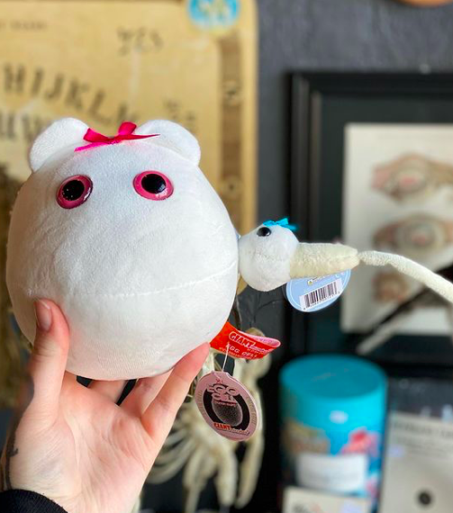 GIANTmicrobes's tweet photo. Forget peanut butter and jelly, our adorable XL #Egg and #SpermCell is truly the best duo there ever was! This plushie makes a great #gaggift as well as an #educational #teachingtool. : @clevelandcuriosities
Shop now: https://t.co/8x1nyr5tBc
#GIANTmicrobes #microbes #quirkygifts https://t.co/o8vwP6jG20