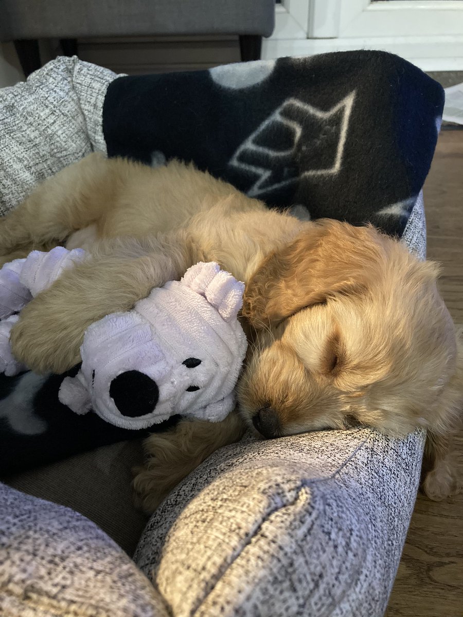 jacobjmiddleton's tweet photo. Can’t wait to go back out on placement this week but definitely going to miss this little one while I’m at work 🐶🚑 https://t.co/89TFFMXQAt