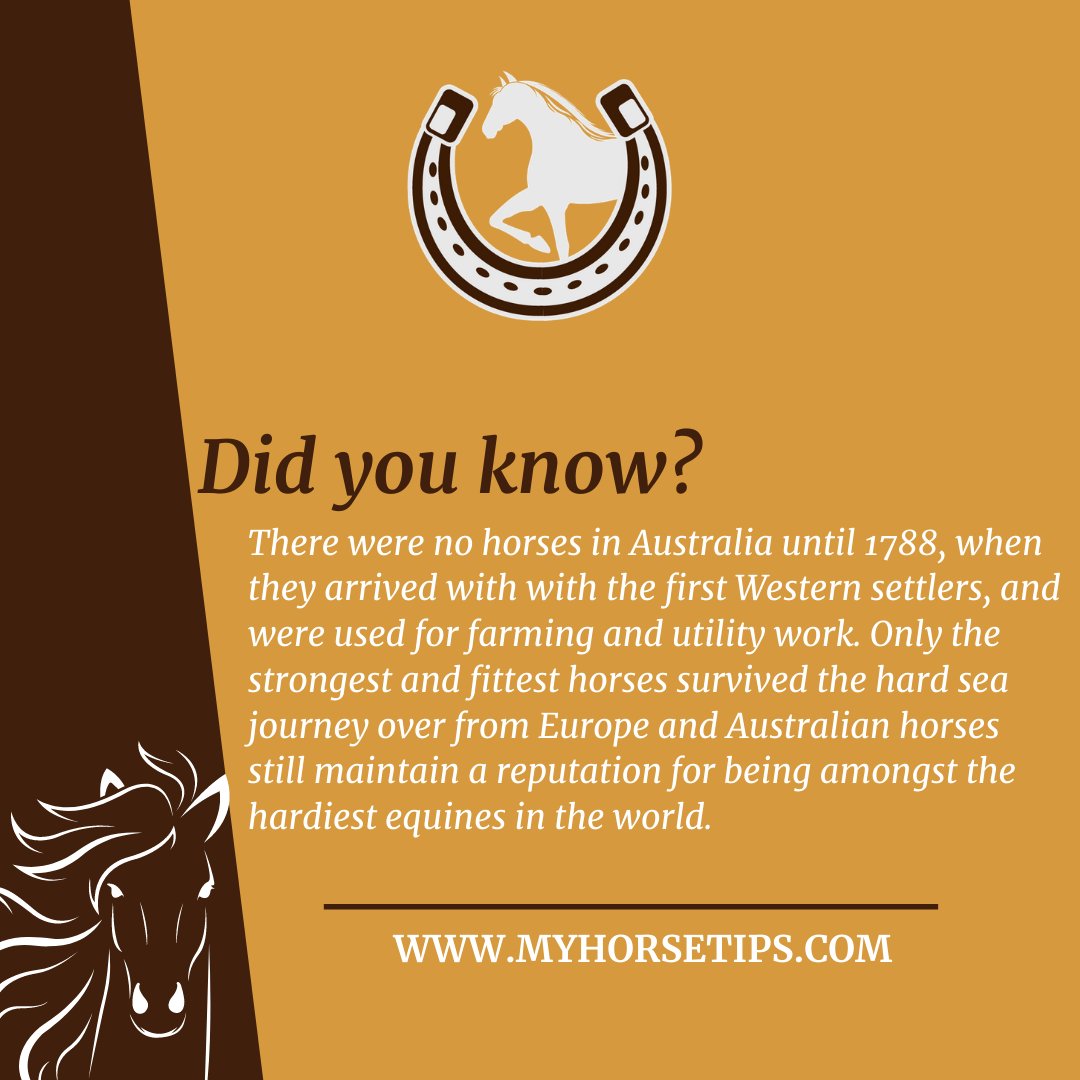 MyHorseTips_'s tweet photo. Fun fact about horses that every equestrian should know.  👇

Read our blog: https://t.co/C4er8doyx7  🤠

 #HorseshoeTheory #HorseRacing #clintonanderson #arabianhorse #morganhorse #caballosnosonobjetos #caballos #horses #horse #AnimalCrossingNewHorizons https://t.co/DpPHscesiI