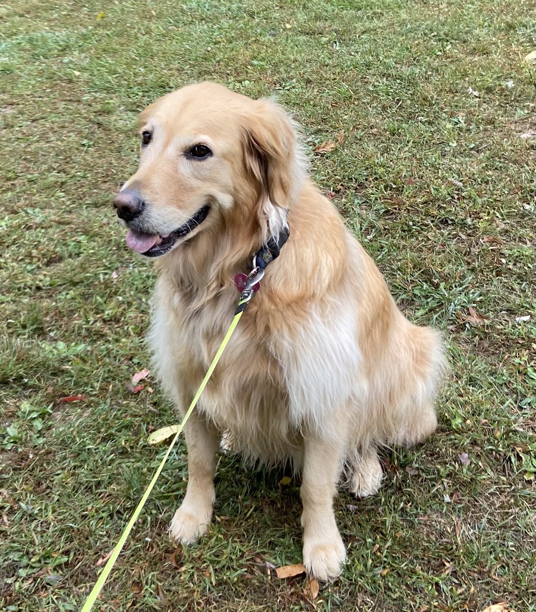 Tony Girdano tweet media