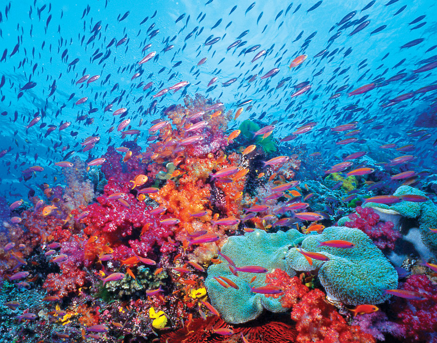 AquaticsLive's tweet photo. REEF-in-Brief November/December 2009 | Reef Environmental ... https://t.co/cvipngXujf https://t.co/cCT18hxijk