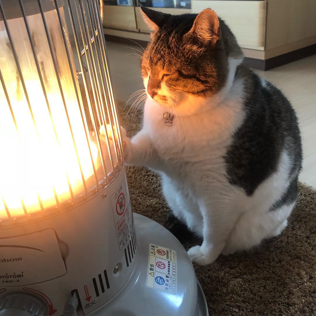 gatitos_qctd's tweet photo. Cuídense del frío https://t.co/f6Gp3lKlmS