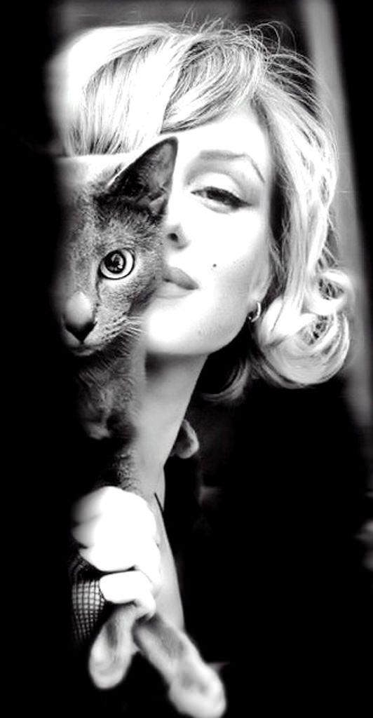 ImagenRetro's tweet photo. ¡Feliz #DíaInternacionalDelGato! Para celebrar respondan este tuit con fotos de sus gatos. 🐱 https://t.co/Fqda75In99