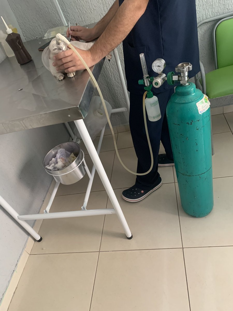 chainxss's tweet photo. MINHA GATA FOI ATROPELADA AQUI EM CASA E QUEBROU 3 PATINHAS E TA COM O DIAFRAGMA MACHUCADO. A cirurgia fica em torno d 3.000 reais e eu n tenho nenhuma condição de pagar isso, socorro plmds eu imploro

Vou deixar meu pix no tweet abaixo e todos os meus dados bancários tb ;( https://t.co/Ge7uqM5DBT