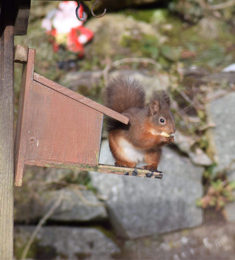 Wee friend on a recent walk #argyll #crinancanal #winterwalk #hungry