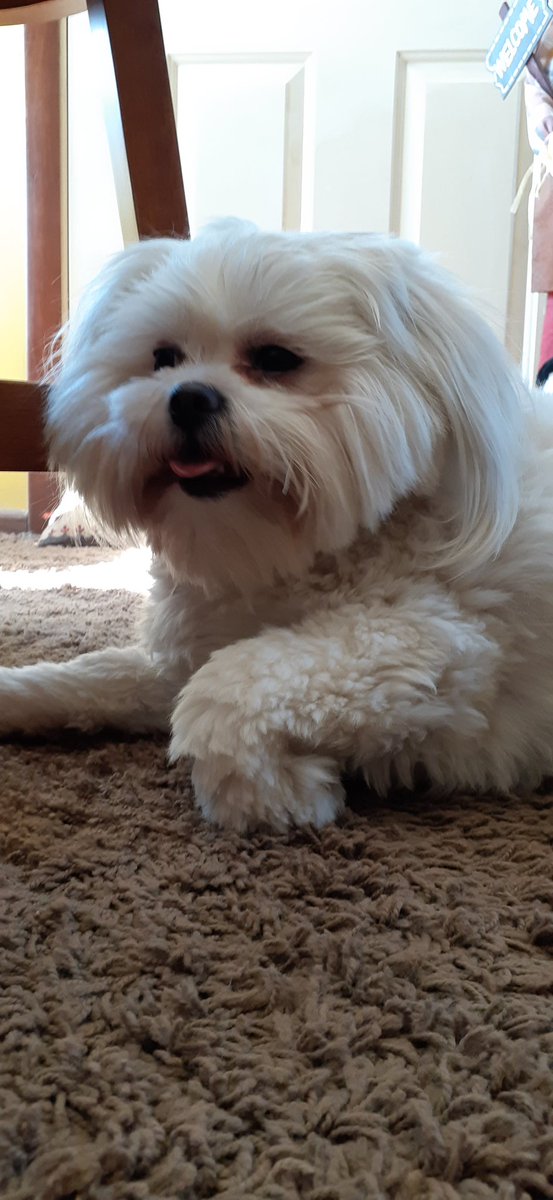 Oxconine2's tweet photo. Its stars brithday 
You can follow her on Instagram 
Oxanimals #oxconine happy brithday star 2 years old no 🧢🥳🥳🥳🥳 #oxconine #sosmula #mattox #oxflacko #zuesox #oxanimals https://t.co/WMCv7stBSE
