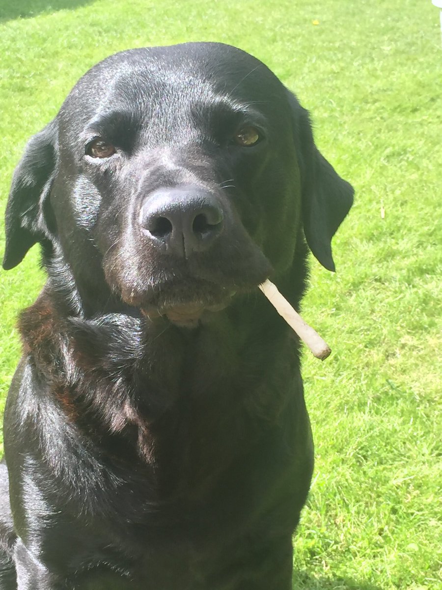 gail_redpath's tweet photo. @AdamJones442 Adam hope this makes you smile - our dog with his chew tho it looks very suspicious 🐶 https://t.co/LUUZOSTrCf