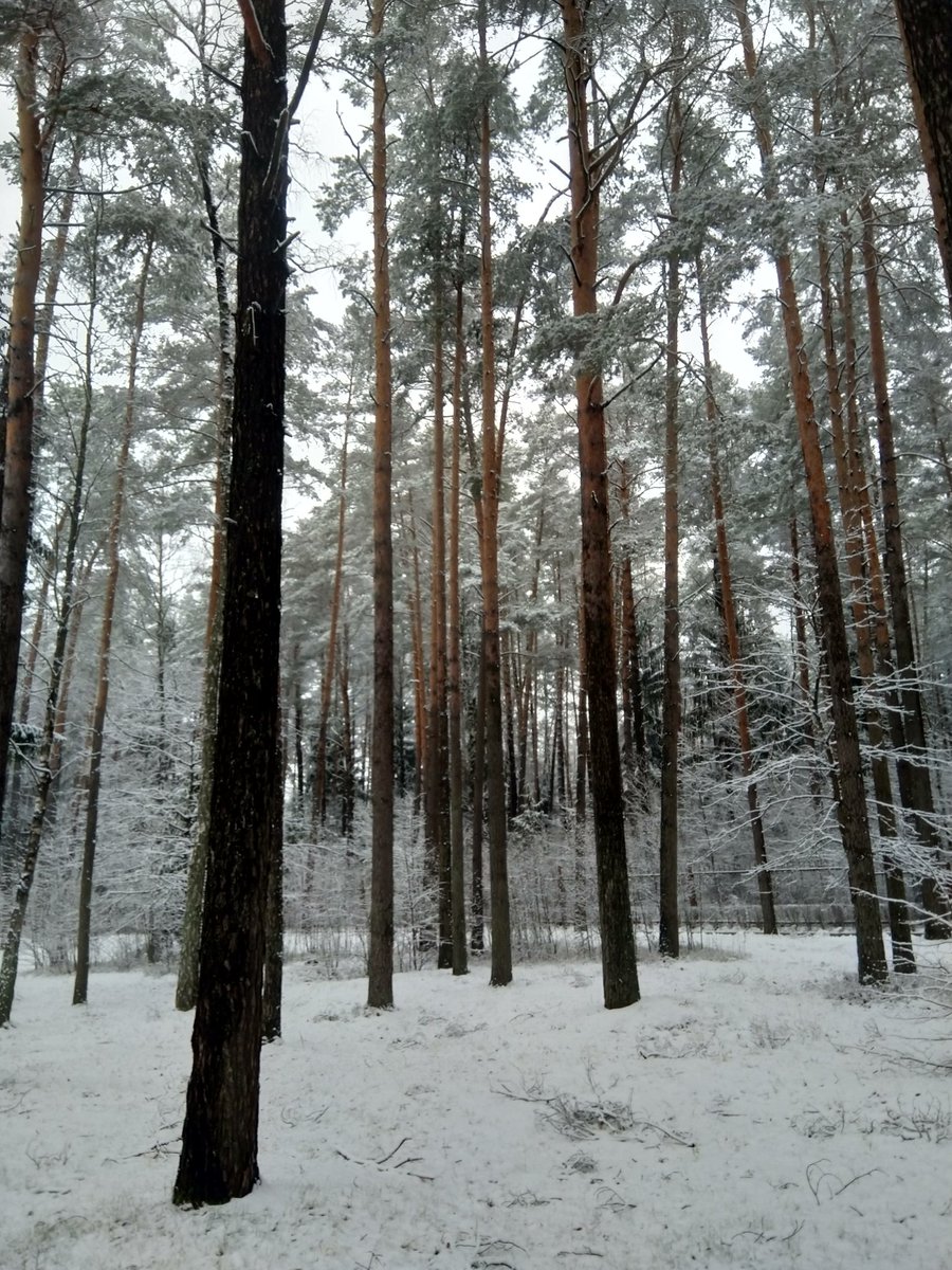 Nadezda_VD's tweet photo. Январь 2021 г. Красота! ❄️ https://t.co/PzWigjAeZ8