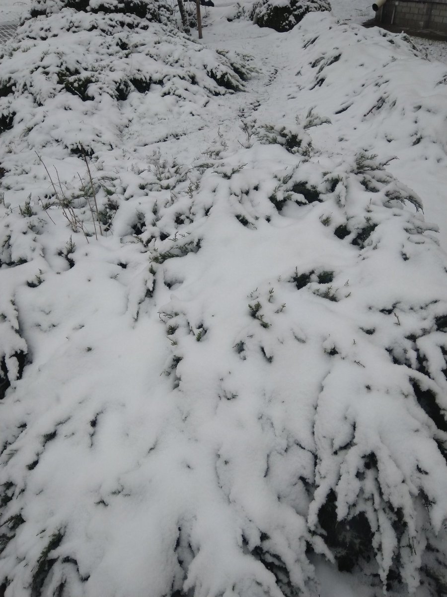 Nadezda_VD's tweet photo. Январь 2021 г. Красота! ❄️ https://t.co/PzWigjAeZ8