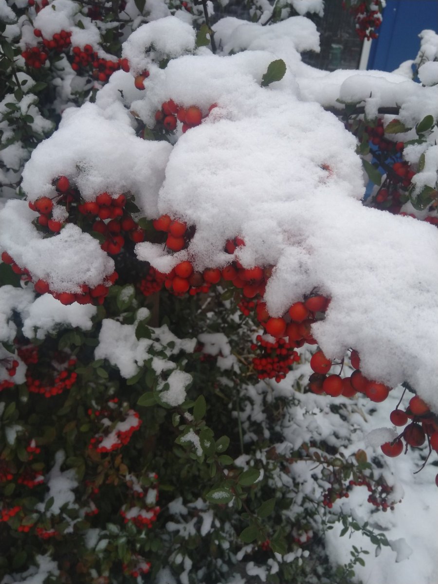 Nadezda_VD's tweet photo. Январь 2021 г. Красота! ❄️ https://t.co/PzWigjAeZ8