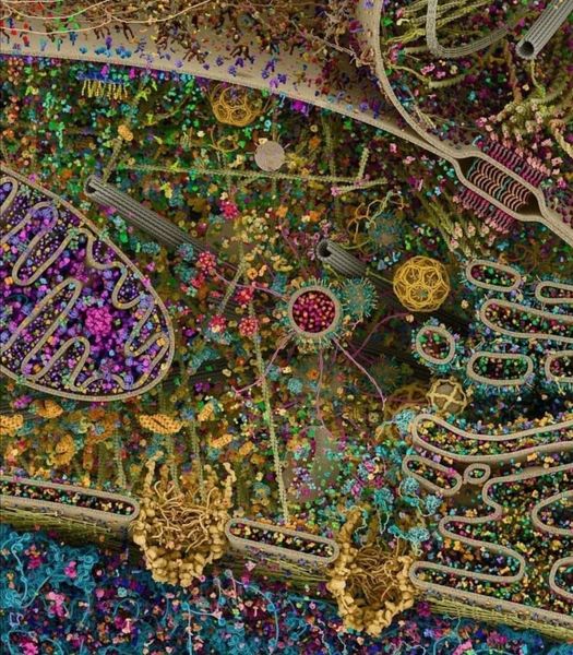 This is not a beautiful woven tapestry. It is not a painting. It is the most detailed image of a human cell to date, obtained by radiography, nuclear magnetic resonance and cryoelectron microscopy.